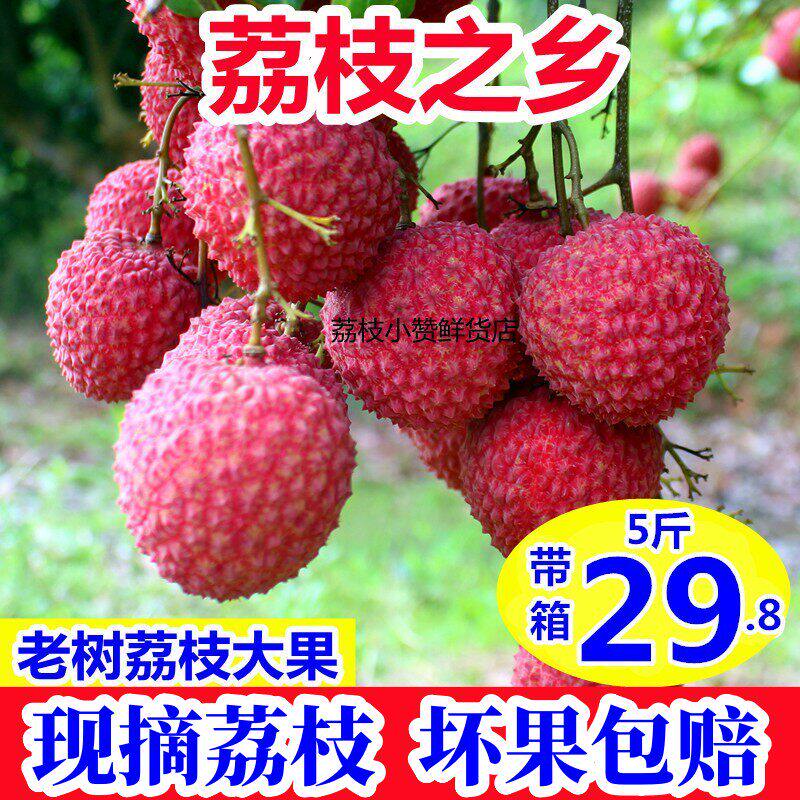 现摘新鲜妃子笑茂名高州