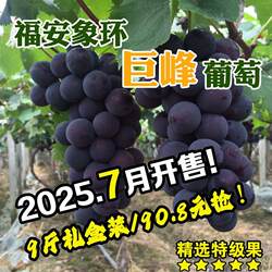 福安葡萄象环巨峰葡萄9斤礼盒新鲜孕妇当季水果特产晚熟黑藤送礼