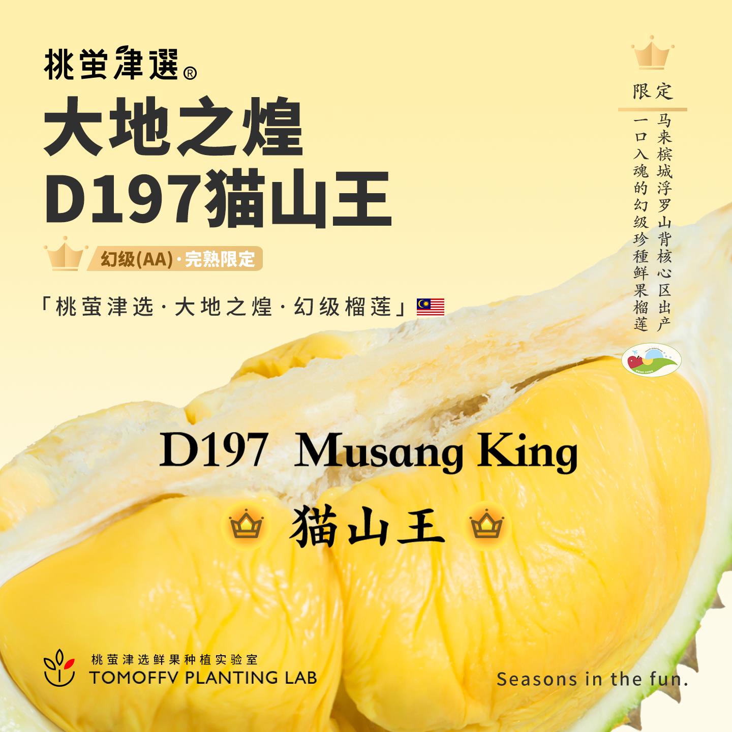 限定！桃萤津选猫山王D1