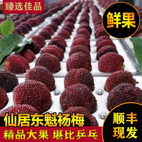 仙居东魁杨梅新鲜特级乒
