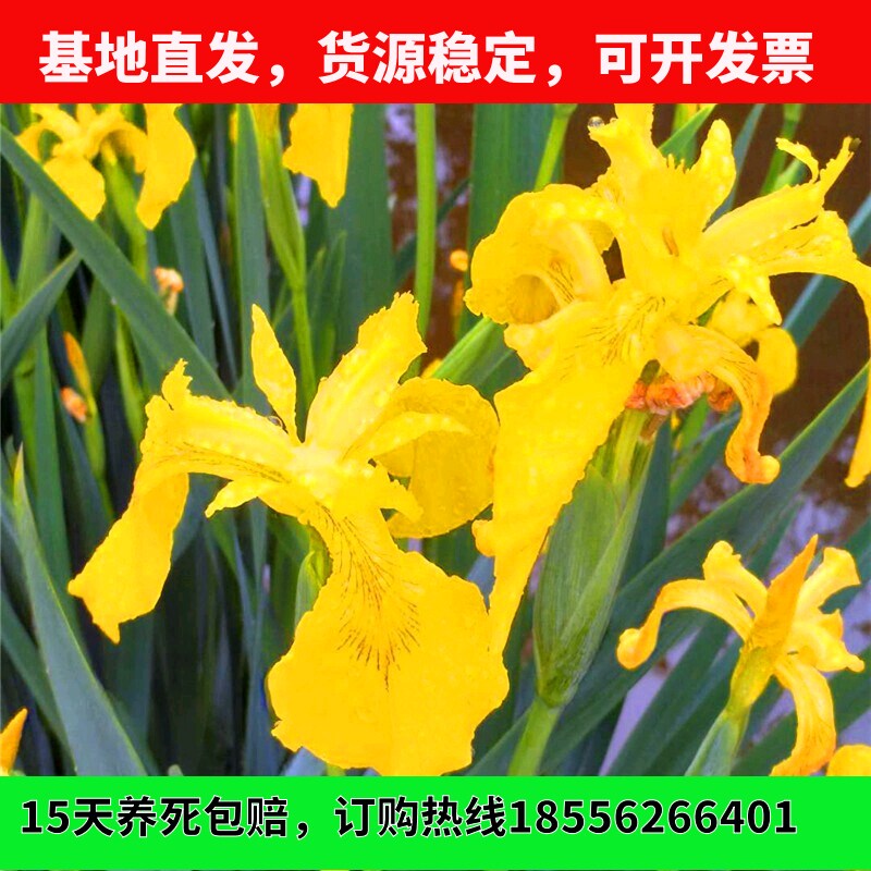 黄菖蒲花种子黄花燕尾水生花卉环保植物空气湿地水地栽