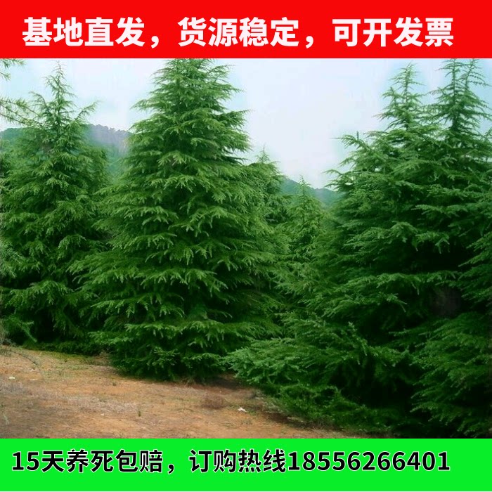 雪松苗 雪松小苗 雪松树苗 圣