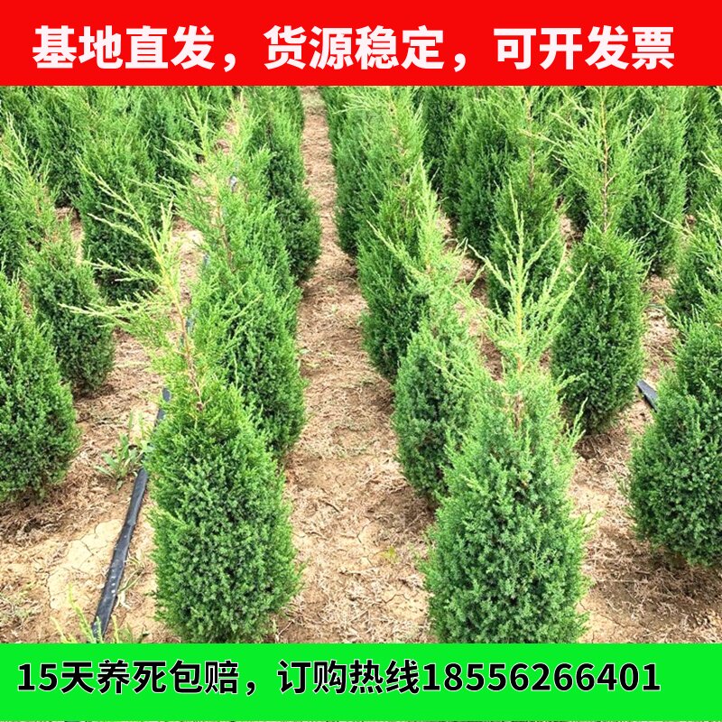 松柏树苗墓地四季青宝塔柏龙柏苗球蜀块桧柏树绿化园林大型景观苗