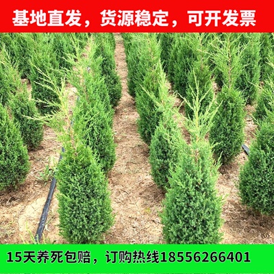 松柏树苗墓地四季青宝塔柏龙柏苗球蜀块桧柏树绿化园林大型景观苗