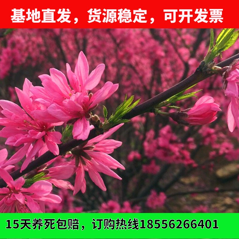 红碧桃紫叶碧桃菊花树苗白碧桃紫叶桃绿化工程庭院行道树木桃花
