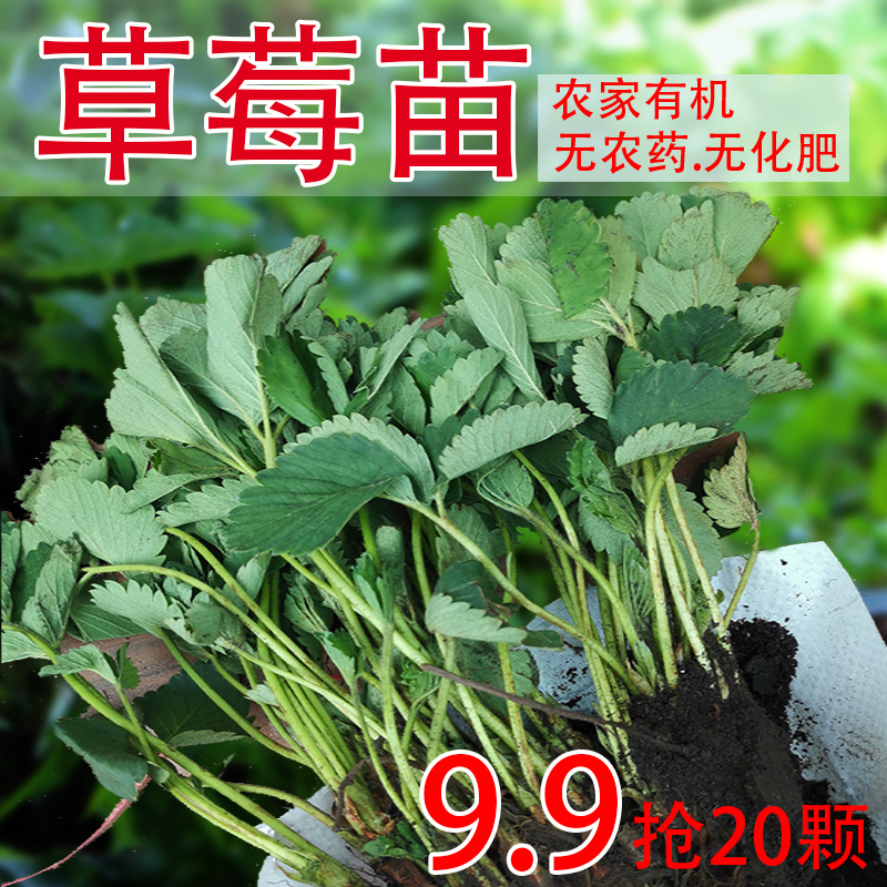 东北草莓苗耐寒抗冻香果甜草莓