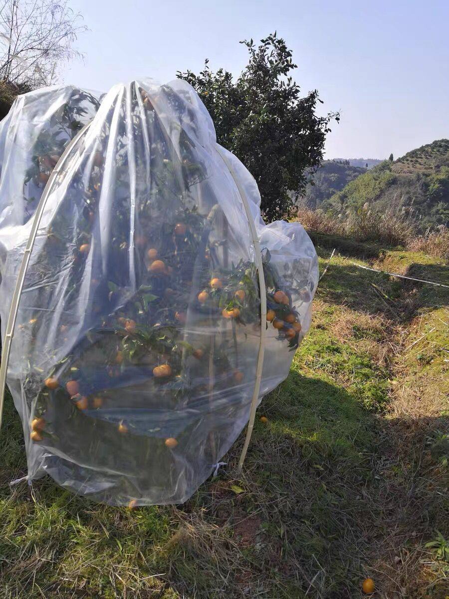 室外防冻植物罩塑料[香蕉果树树木套袋袋保暖薄膜保温防寒花卉罩