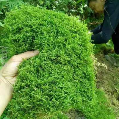 铺面苔藓植物花盆鲜活苔藓草坪,青苔新鲜景观盆景鲜活土壤绿苔