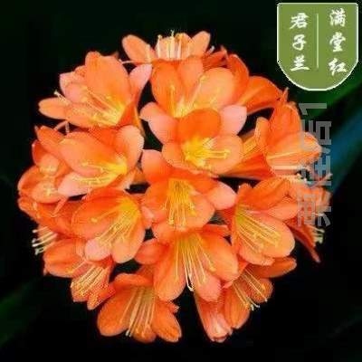 四季室内!花绿植盆栽花卉好君子兰带苗植物大小圆头老苗和尚花苞