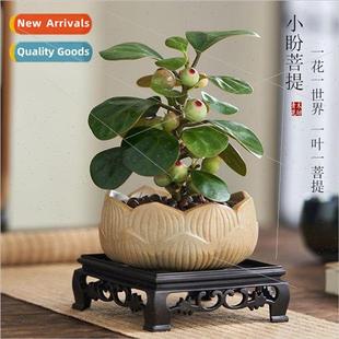 Fruitful Indoor Fruiting Plants Creative Micro-pot Landscape