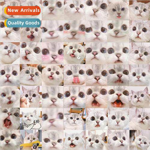 56 cute realistic English short cat cat expression package w