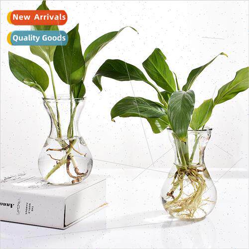 Glass Vase Transparent Hyacinthus Seedpod Flower Pot ving Ro