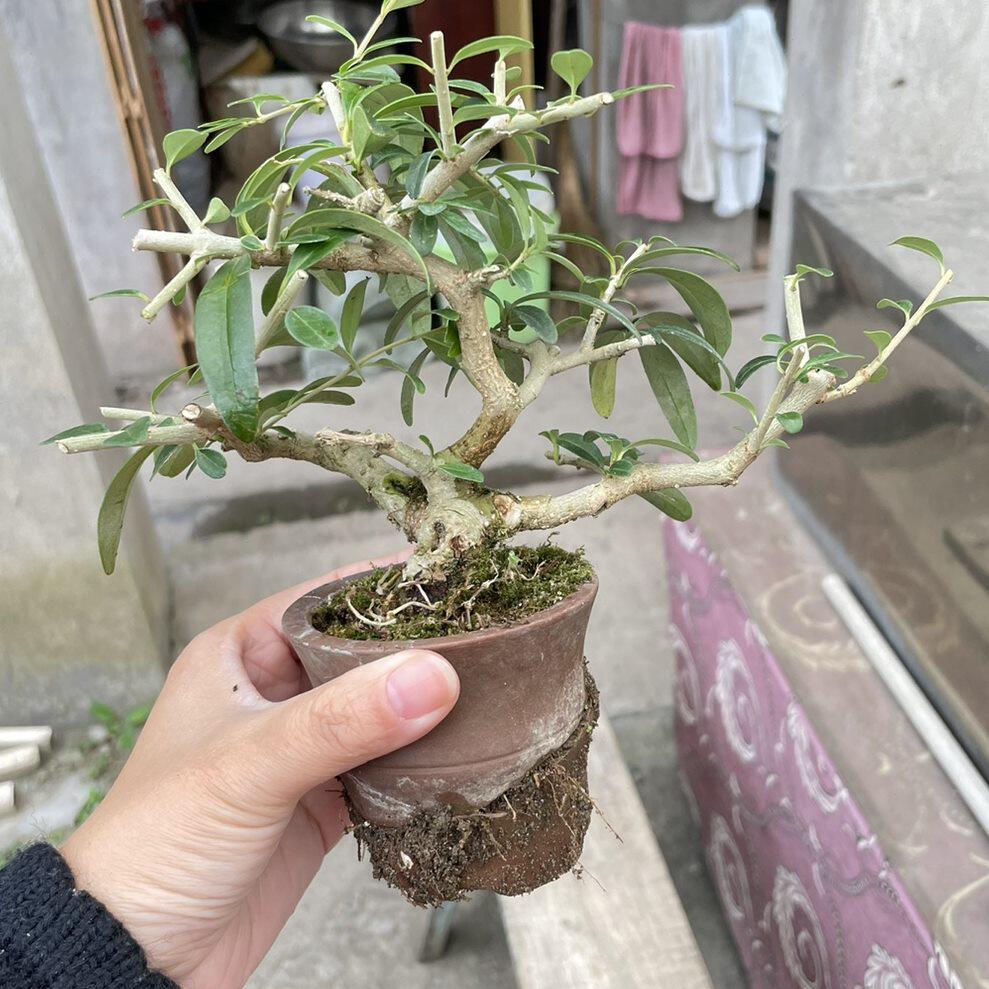 张氏微景园小叶女贞盆景老桩造型素材小叶冬青小叶水蜡树一物一拍