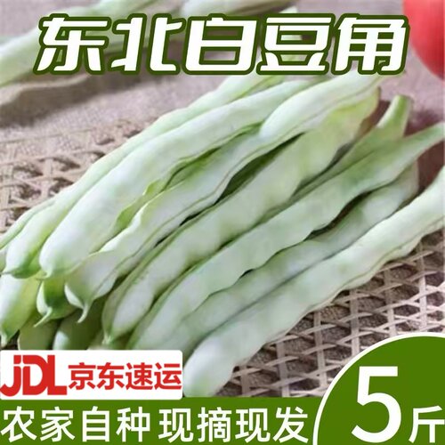 东北芸豆白豆角老来少新鲜现摘