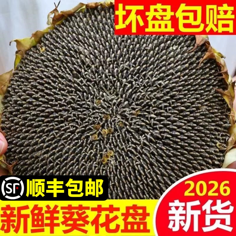 向日葵花盘2026年新货现摘新鲜带籽葵盘带生瓜子原味湿葵花籽盘