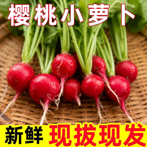 樱桃萝卜新鲜东北小水萝卜蘸酱菜