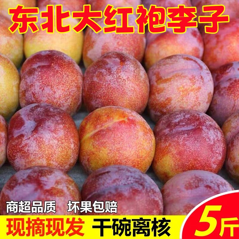 东北大红袍李子黄肉干碗李子新鲜水果辽宁特产大李子新鲜当季水果
