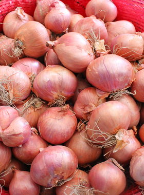 东北毛葱头农家特产小洋葱头迷你圆红葱头今年新葱上市新鲜蔬菜