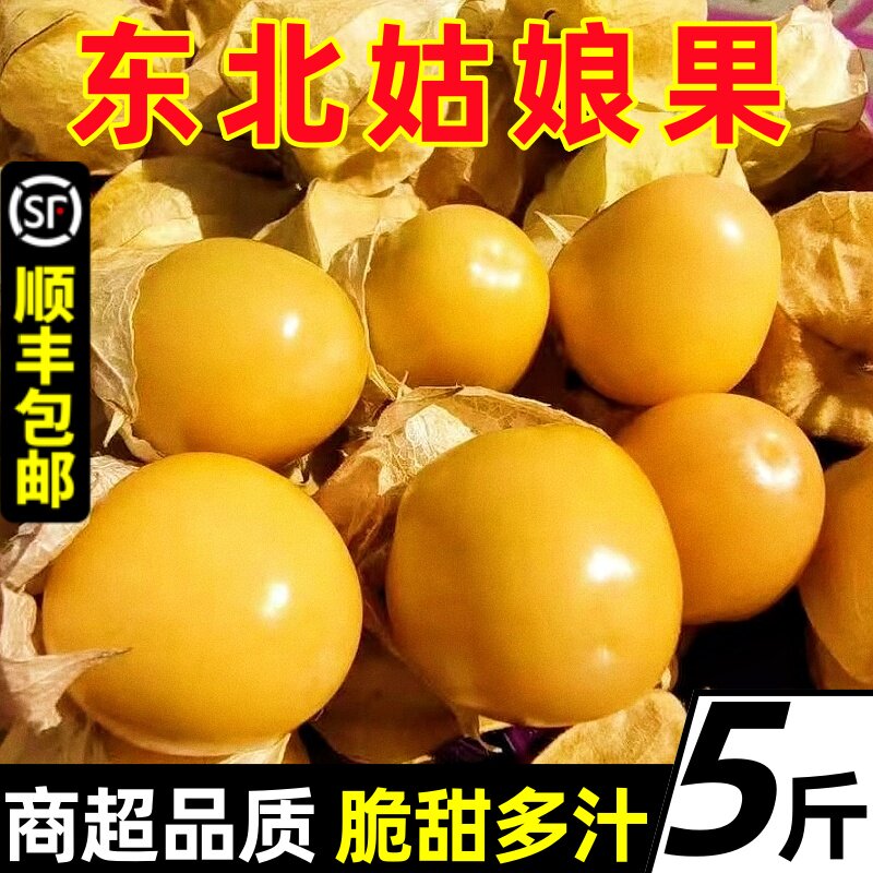 【顺丰】姑娘果新鲜东北灯笼果图片