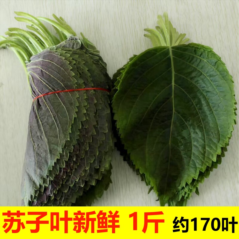 苏子叶新鲜食用韩式烤肉东北绿紫苏叶青菜新鲜饭包叶蔬菜包邮