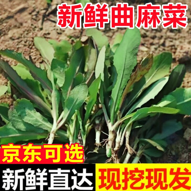曲麻菜新鲜山东苦麻菜苗东北蘸酱菜苦菜野菜现挖野生曲曲菜苣荬菜