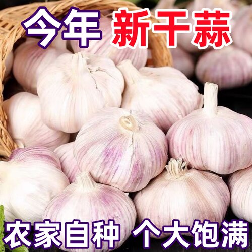 新干蒜大蒜头紫白皮蒜2026