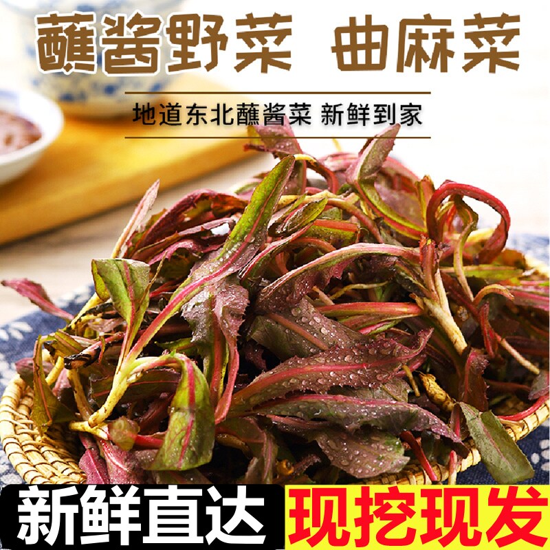 曲麻菜新鲜特产野生苦麻菜苗苦菜野菜曲曲菜苣荬菜蘸酱菜现挖野生