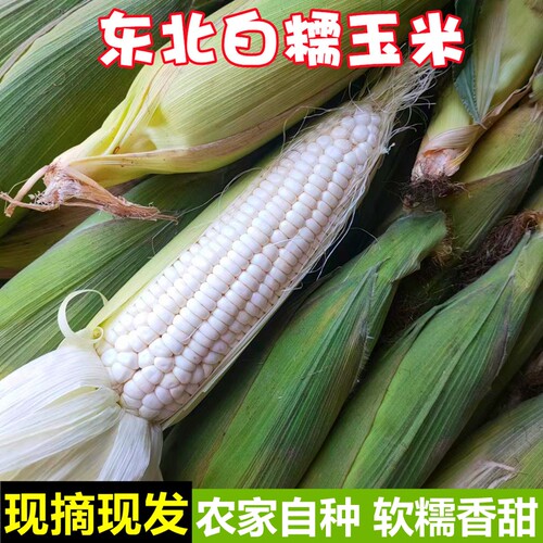 东北新鲜糯玉米带皮现摘玉米