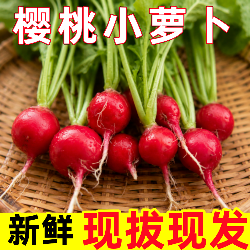 樱桃萝卜新鲜水果红皮甜脆生吃特产东北蘸酱菜小萝卜当季蔬菜包邮