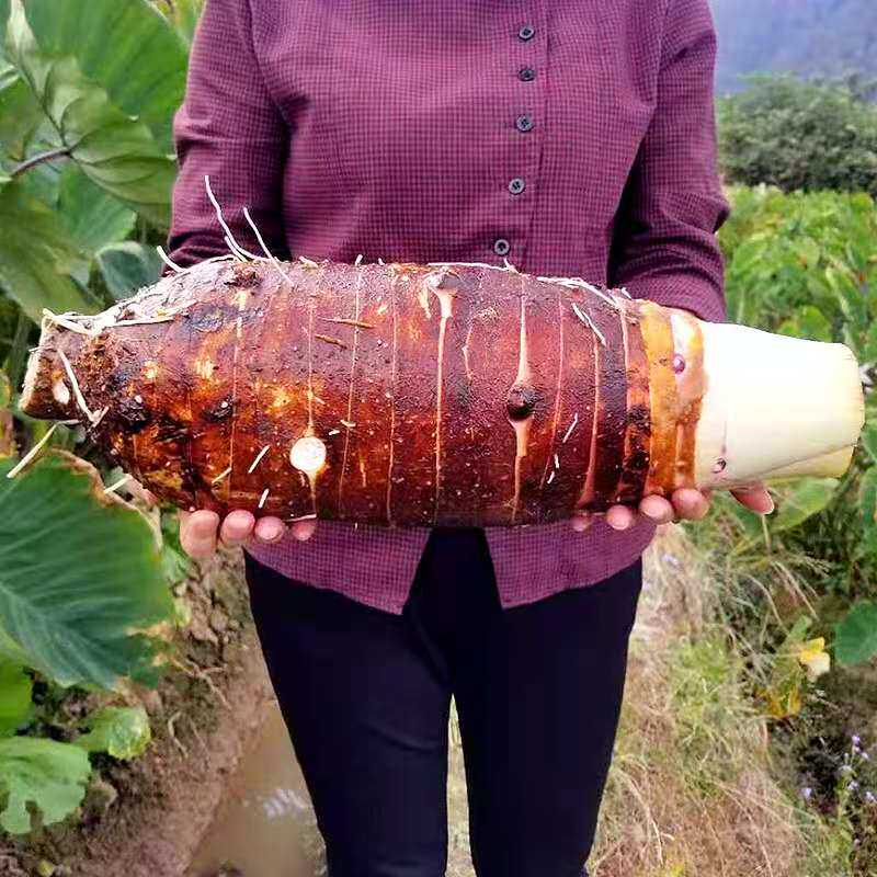 正宗乐昌张溪香芋炮弹芋头新鲜去皮芋头粒香芋块省内顺丰包邮