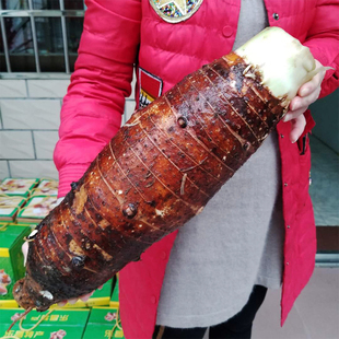 2025正宗乐昌张溪香芋炮弹芋头新鲜蔬菜大芋头送礼5 7斤顺丰直销