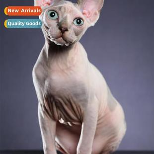 full poi new hmade diamds round cat less DIY painting Diamd