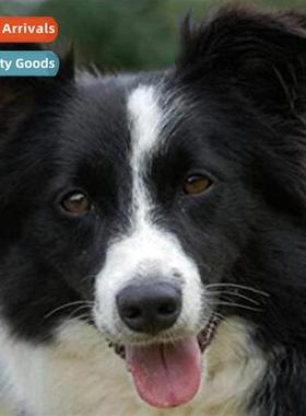 Cross Stch New DIY Puppy Full Stch Simple Hmade Thread Cross