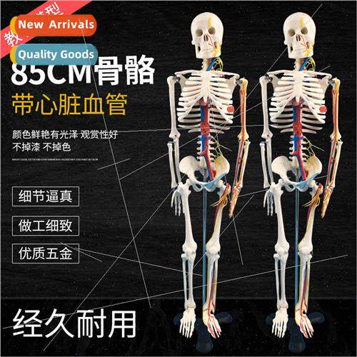 Standard Medical Skeleton 85CM Human Skeleton wh Heart & Blo