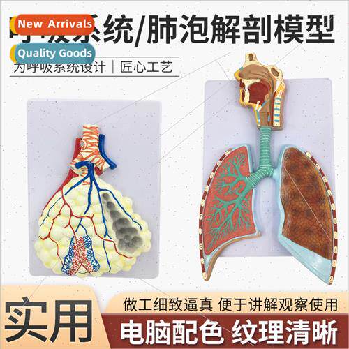 Human Respiratory Anatomy Model ng Anatomy Respiratory Relie