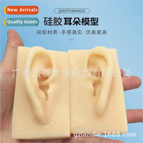 fe-size mulation Ear Model Ear Model licone Ear Model Acupun