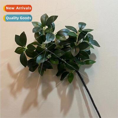 mulation Welcome Pine Pine Tree Landscaping Money Banyan Pin