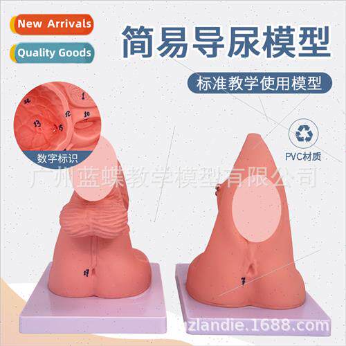 Female perineum anatomical model human reproductive anatomic