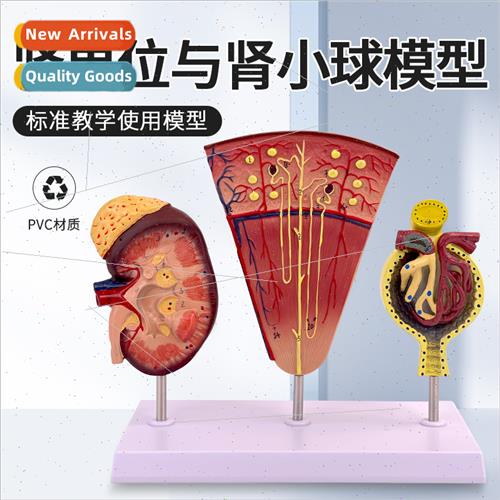 Kidney renal un Glomerular model Human kidney model Kidney m
