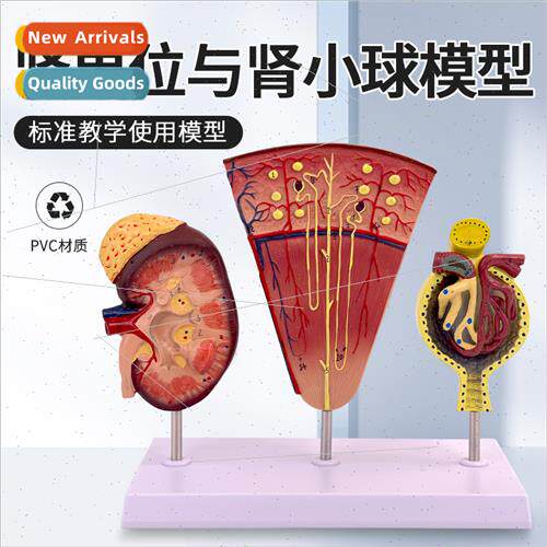 Kidney renal un Glomerular model Human kidney model Kidney m