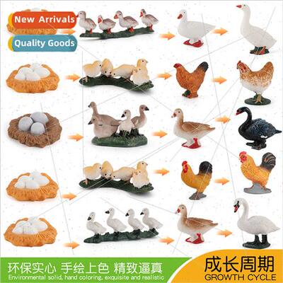 Chickens ducks geese poultry animal growth cycle solid stati