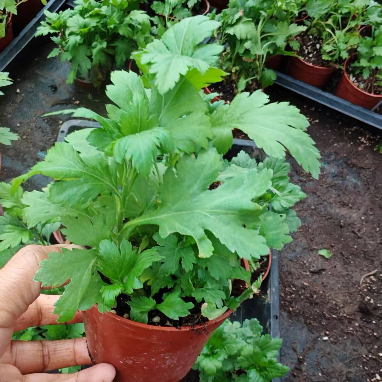 菊花脑苗菊花涝种子菊花叶菊花头其它