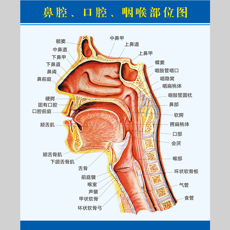 鼻腔口腔咽喉部位图电子版设计素材文件