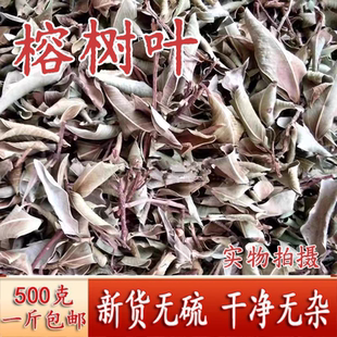 中药材榕树叶小榕叶小叶榕干榕树叶子落地金钱正品包邮