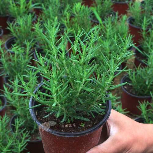 迷迭香盆栽大小苗新鲜可食用