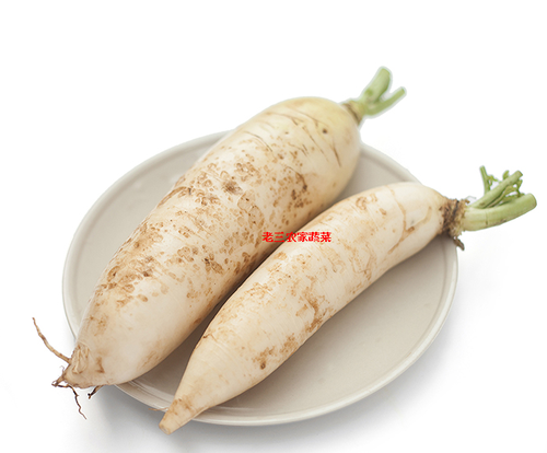 广东本地新鲜白萝卜农家自种甜味