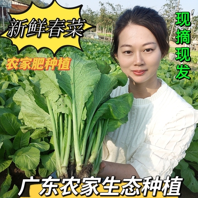 粤农人家新鲜蔬菜潮汕本地春菜农产品农家自种蔬菜小白菜炒菜蔬菜