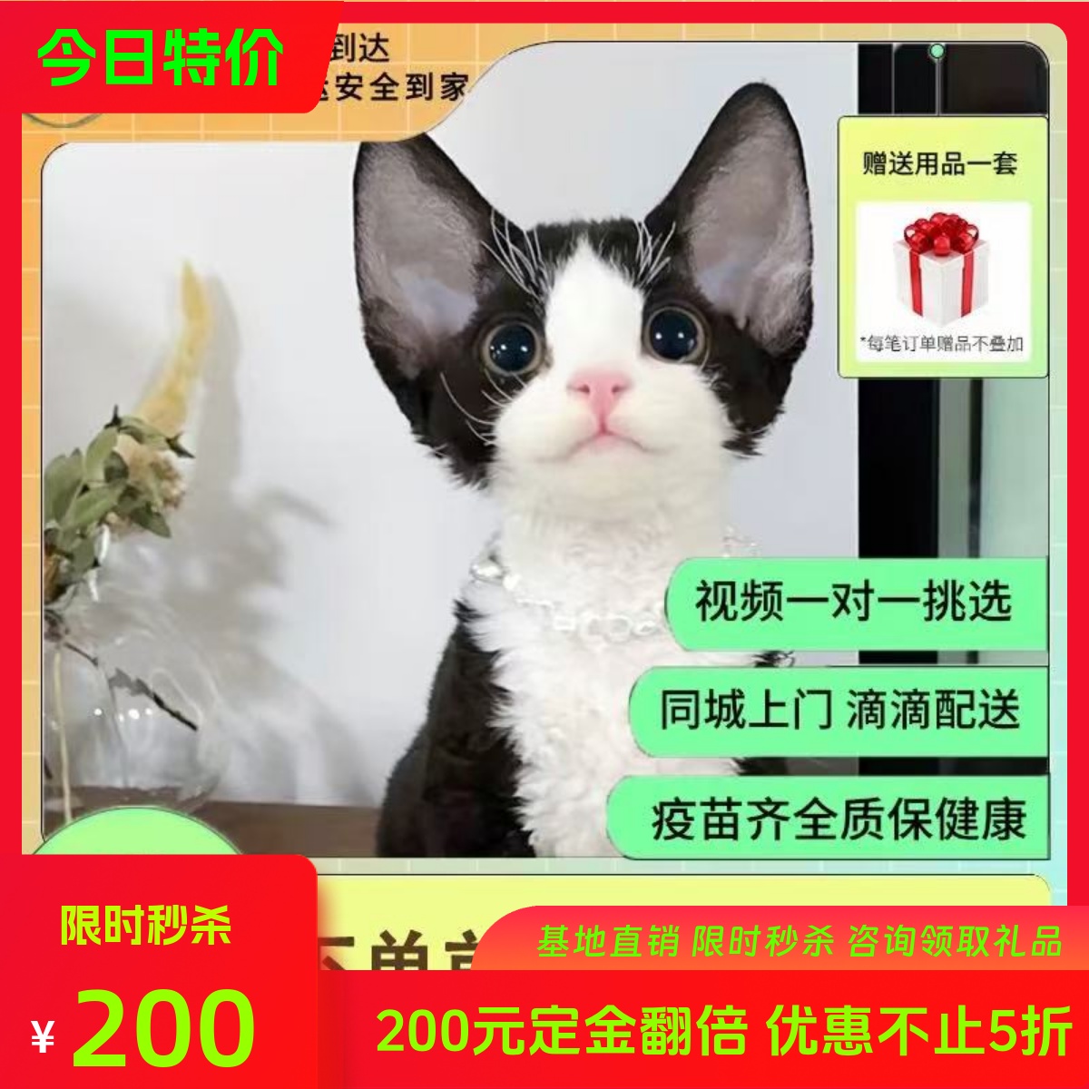 纯种德文卷毛猫幼猫宠物猫咪活物体幼崽莱斯克柯尼斯不掉毛猫家养