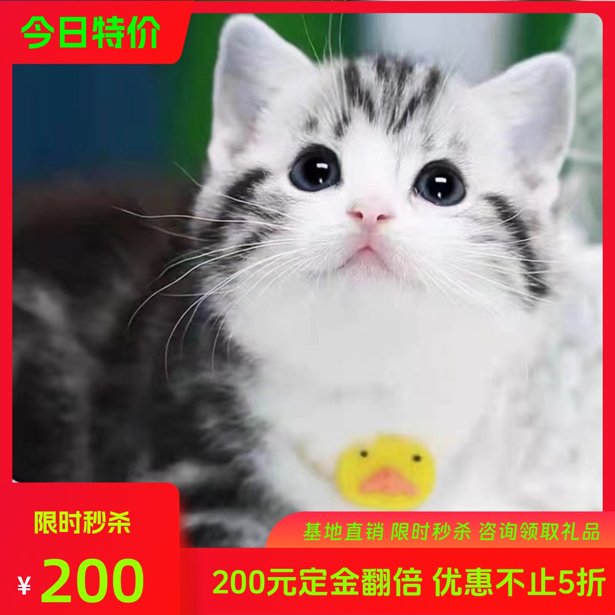纯种美短猫标斑虎斑猫舍血统起司加白美国短毛猫咪活物家养宠物猫