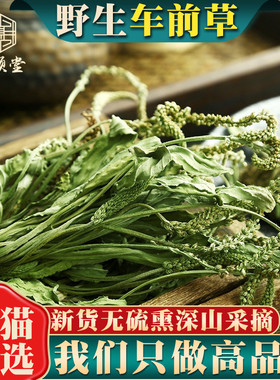 野生车前草500g250g100克新货中药材车前草泡茶新鲜泡水喝车前草